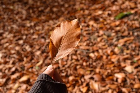 leaf held in hand on autumn leaves backgroundの写真素材