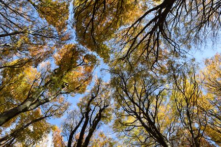 view trees and skyの写真素材