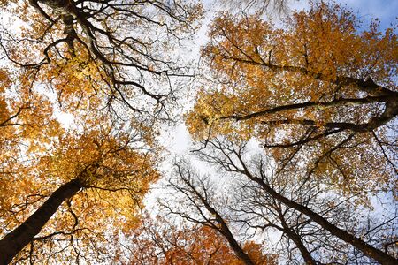 bottom view from beechwoodの写真素材