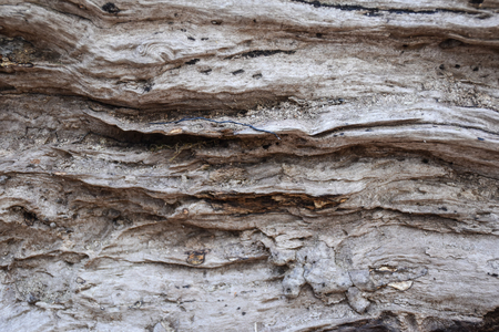 particular wood viewの写真素材