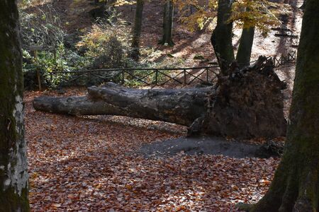 fallen tree in autumnの写真素材
