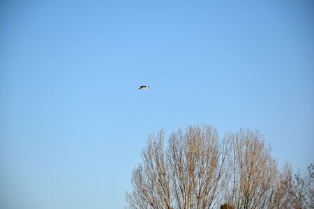 bird in flightの写真素材