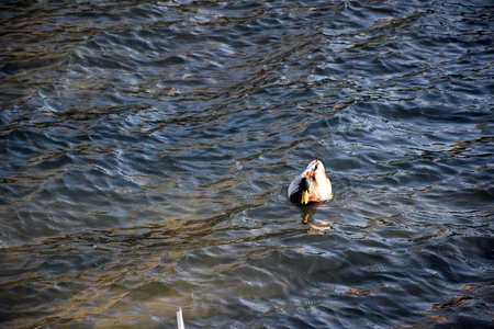 The duck in the lakeの写真素材