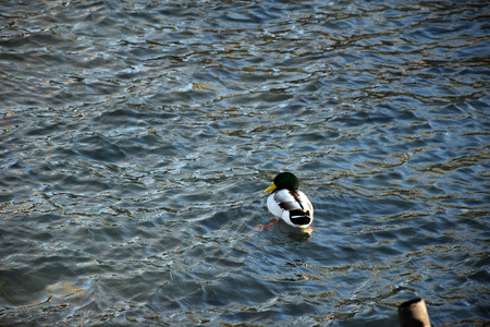 The duck in the lakeの写真素材