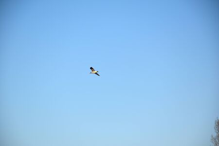 bird in flightの写真素材