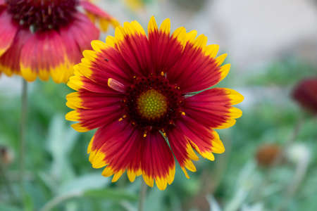 Flowers and plantsの写真素材