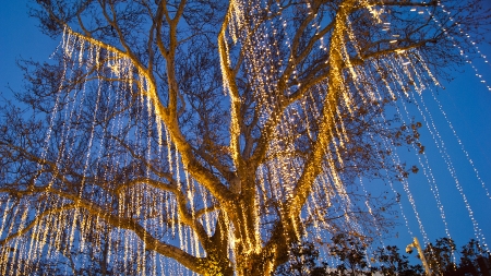 decorated tree with lights for noel celebrationsの写真素材