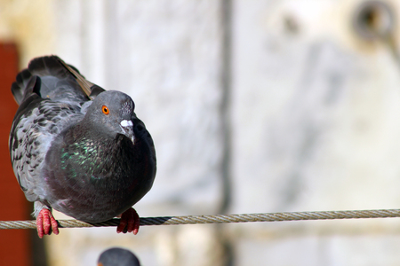 Racing pigeon resting on a wireの写真素材