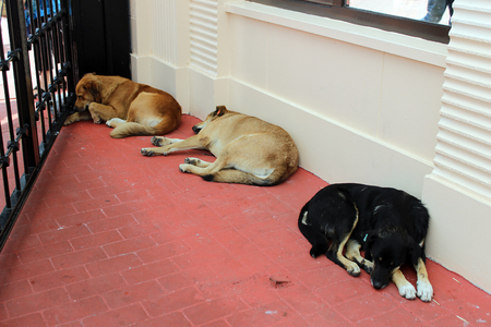 Sleeping outside in Istanbul Stray Dogsの写真素材