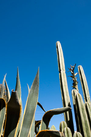 Cactus plant growing tall against a vivid blue clear sky.の写真素材