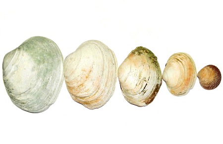 Clam shells photo