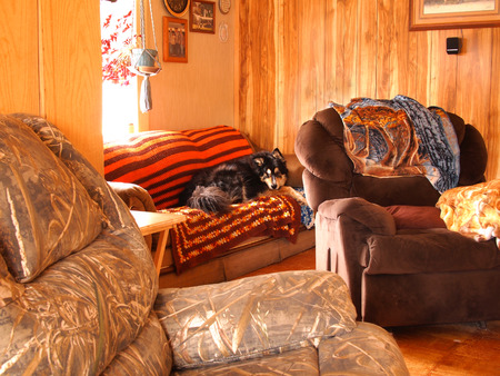 Home interior photo of Bernese and husky mix dog looking intently towards cameraの写真素材
