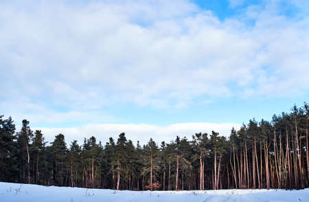 Edge of a foreset cowered with snow. Winter coniferous forestの写真素材
