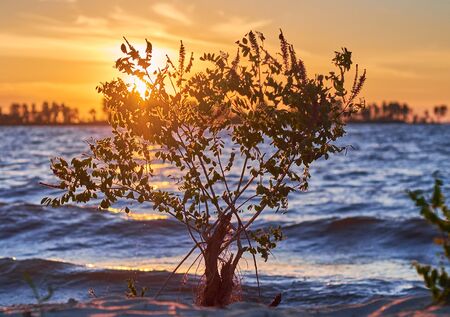 Young growing tree on the bank of the river with blazing rising sun on the backgroundの写真素材