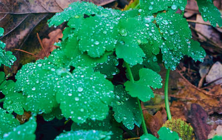 Celandine leaves fully covered with morning dewの写真素材