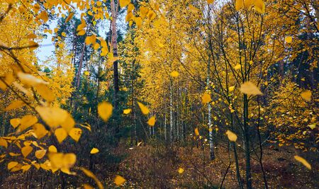 Falling yellow leaves. Saturated autumn forest backgroundの写真素材