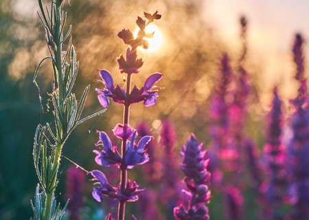 Sage bush closeup. Purple flovers against the sunrise beams of light backgroundの写真素材