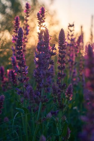 Purple Sage bush close up background in the light of the rising sunの写真素材