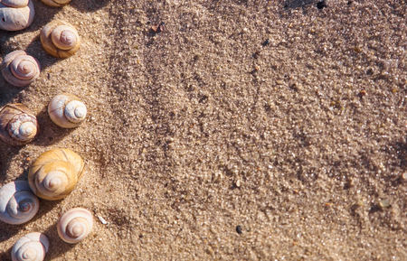 Sea shells on a sand. Beach background template
