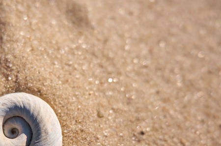 Yellow sand closeup background with a shell and space for a text