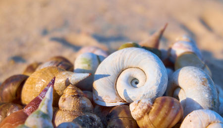 Summer background. Shells on a beach sand