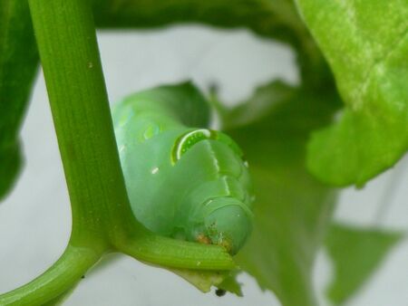 A Big Worm Eating the green Leafの写真素材