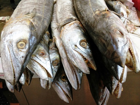 Dried Salted Dorab Wolf-Herringの写真素材