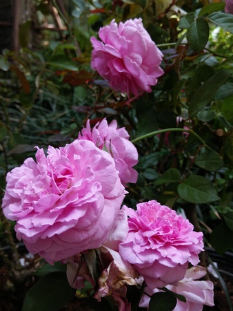 Pink Roses in the Flower Gardenの写真素材