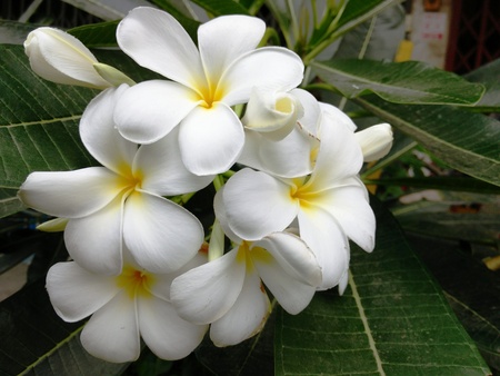 White Frangipani Plumeria Flowerの写真素材