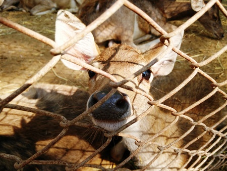 Close-up of a Little Fawn in the Cageの写真素材