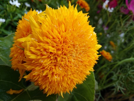 Close-up of Yellow Marigold Flower Golden Flowerの写真素材