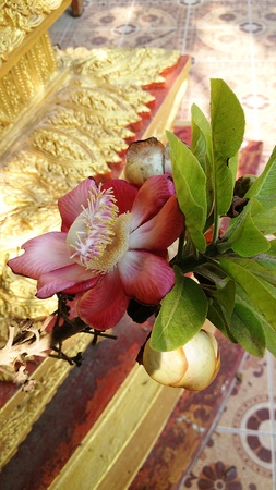 Sal flower (Cannonball tree)の写真素材