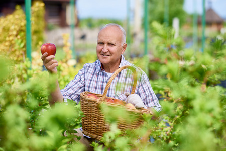 Portrait of nice old man proudly presenting fresh harvest sitting with basket of fruits in garden and holding apple in handの写真素材