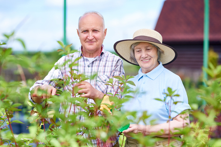 Portrait of smiling senior couple posing while working in garden together, cutting bush branchesの写真素材