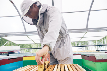 Young Beekeeper Working in Apiary