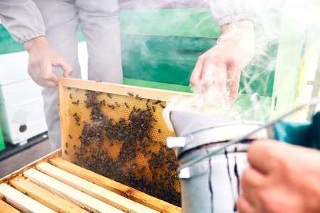 Beekeepers Smoking Hive