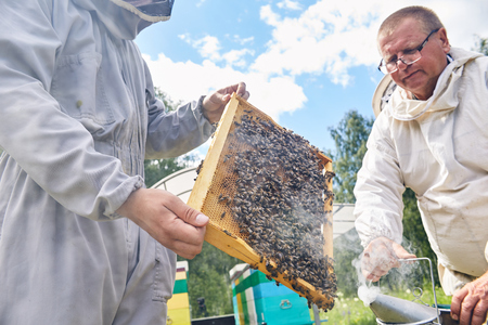 Apiary Workers Smoking Hives