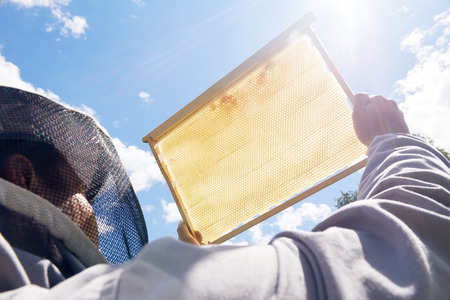 Apiarist Holding Golden Honeycomb