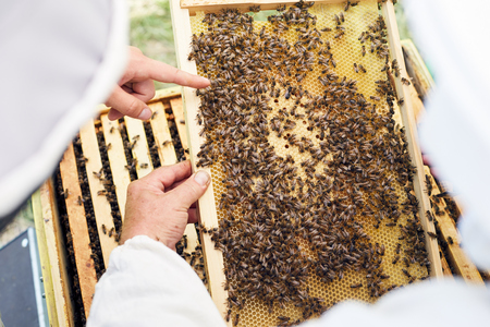 Beekeepers Examining Hiveの写真素材