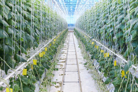 Modern Vegetable Plantationの写真素材