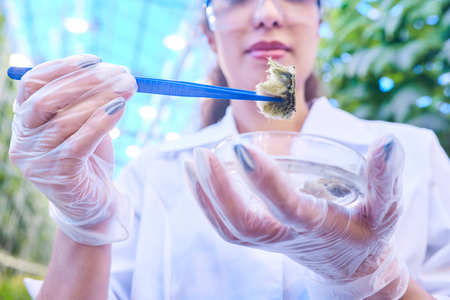 Scientist Taking Probes in Plantation Closeup