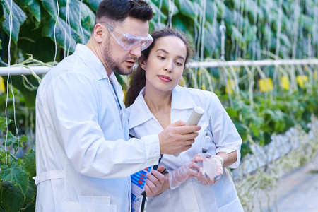 Scientists Checking Quality of Vegetables in Plantation