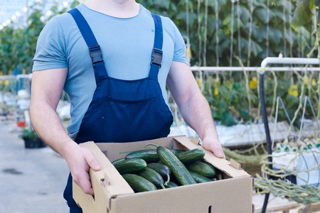 Farmer with Box of Cucumbersの写真素材