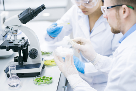 Microbiologists surveying properties of green vegetablesの写真素材
