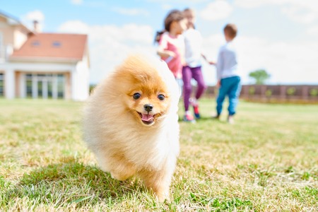 Cute Pomeranian Puppyの写真素材