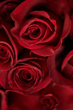 Beautiful Rose Bouquetの写真素材