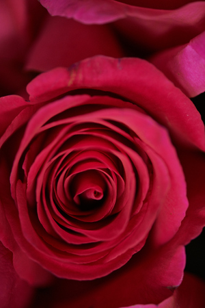 Coral wonderful roseの写真素材