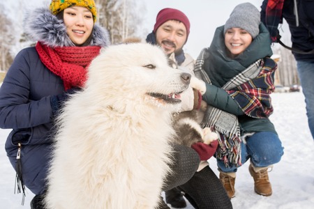 Young People Playing with Dogs in Winterの写真素材