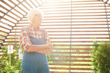 Senior Gardener in Sunlightの写真素材
