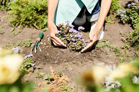 Woman Planting Flowers in Garden Close upの写真素材
